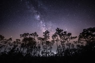 A view of the Eta Aquarids meteor see through trees.