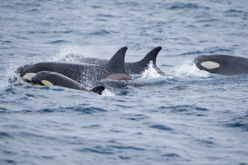 A pod of orcas in the Straight of Gibraltar